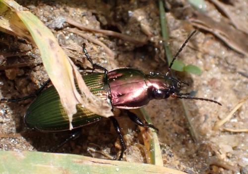 Réf. 350 815 : Poecilus kugelanni